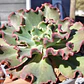 Echeveria Virginia Lee Caruncula - Miniatura 5