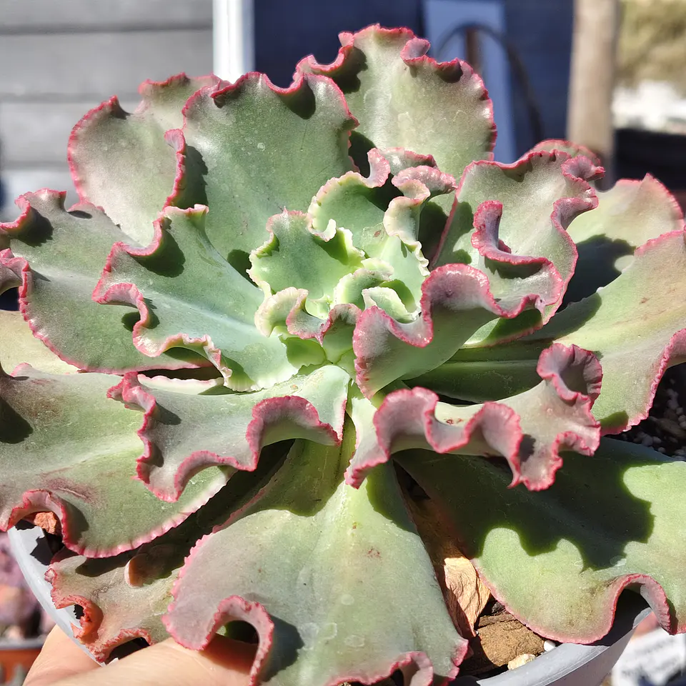 Echeveria Virginia Lee Caruncula 5