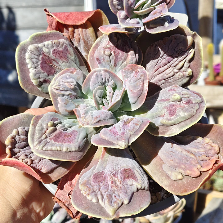 Echeveria Lilac Frost Carunculada 1