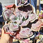 Echeveria Lilac Frost Carunculada - Miniatura 2
