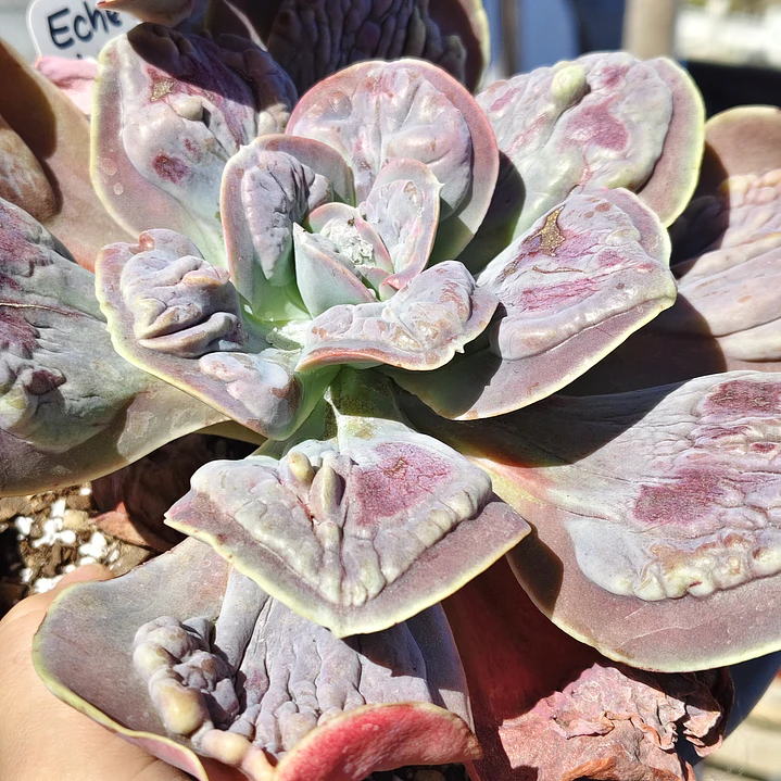 Echeveria Lilac Frost Carunculada 3