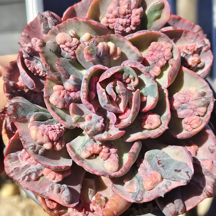 Echeveria Beyonce 1