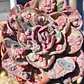Echeveria Beyonce - Miniatura 1