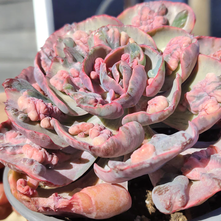 Echeveria Beyonce 2
