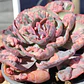 Echeveria Beyonce - Miniatura 2