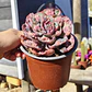 Echeveria Beyonce - Miniatura 3
