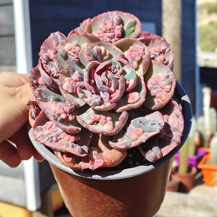 Echeveria Beyonce 4
