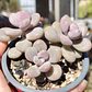 Graptopetalum amethystinum - Miniatura 1