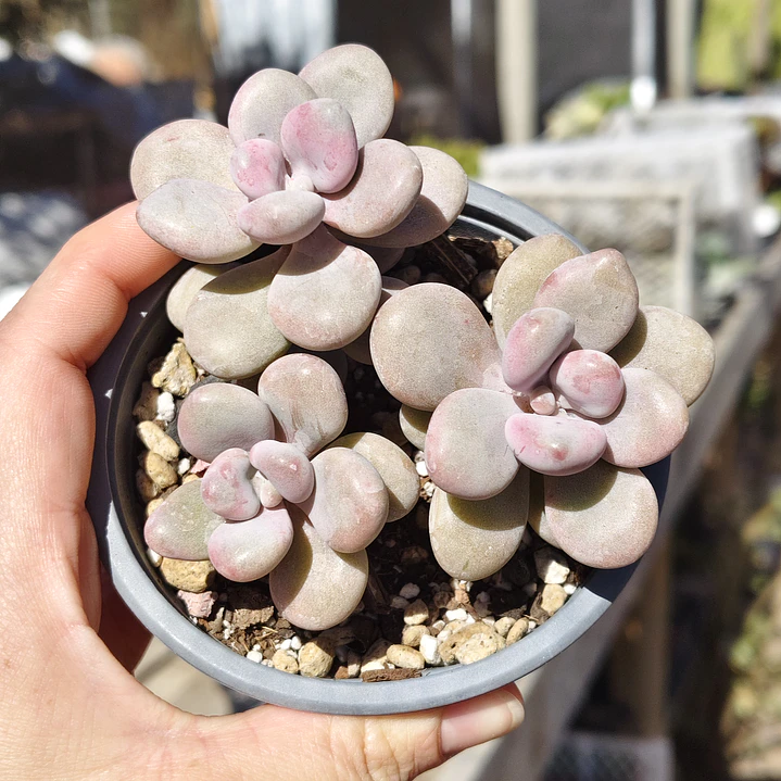 Graptopetalum amethystinum 2