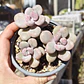 Graptopetalum amethystinum - Miniatura 2