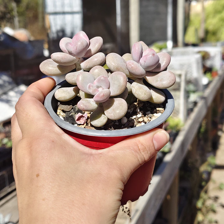 Graptopetalum amethystinum 3