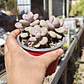Graptopetalum amethystinum - Miniatura 3