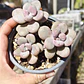 Graptopetalum amethystinum - Miniatura 4