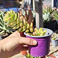 Sedum Adolphii Golden Glow - Miniatura 2