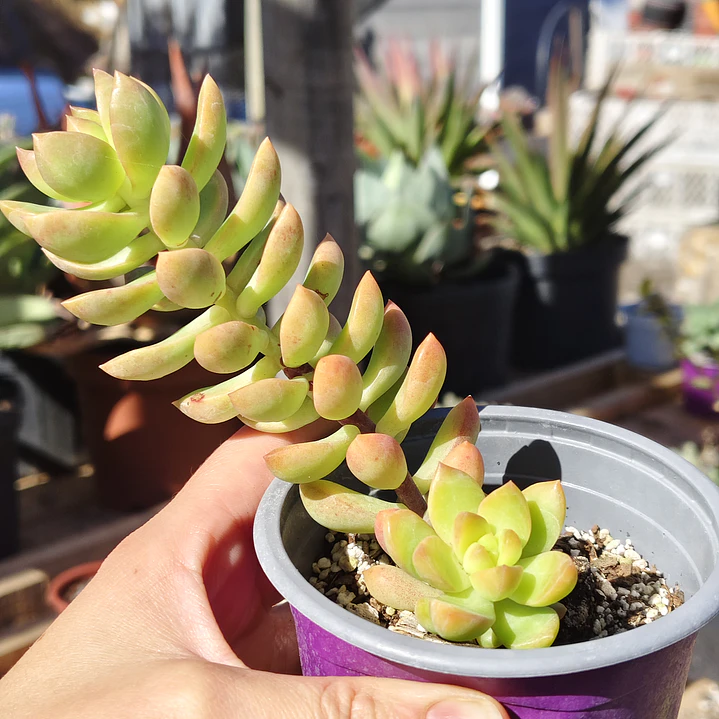 Sedum Adolphii Golden Glow 3