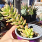 Sedum Adolphii Golden Glow - Miniatura 3