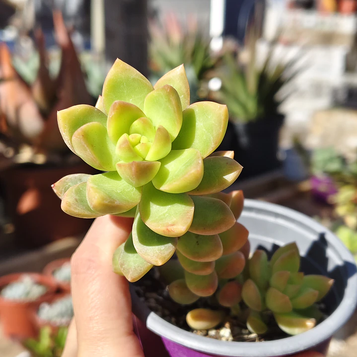 Sedum Adolphii Golden Glow 1