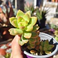 Sedum Adolphii Golden Glow - Miniatura 1