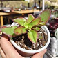 Crassula Sarmentosa - Miniatura 1