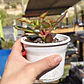 Crassula Sarmentosa - Miniatura 3