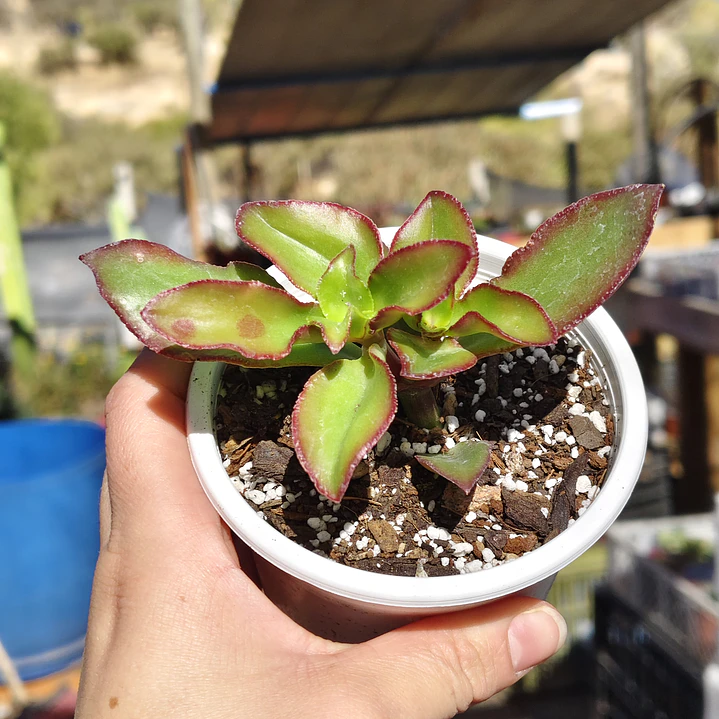 Crassula Sarmentosa 2