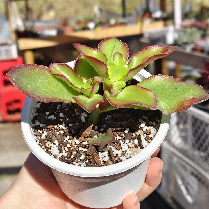 Crassula Sarmentosa 4