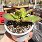 Crassula Sarmentosa - Miniatura 4