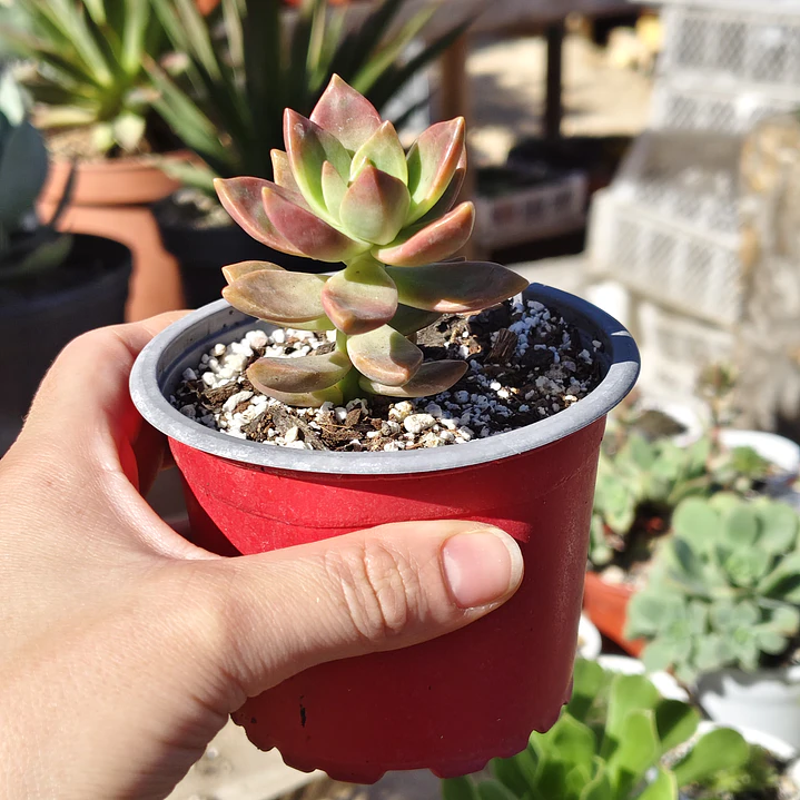 Graptosedum California Sunset 2