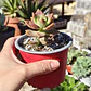 Graptosedum California Sunset - Miniatura 2