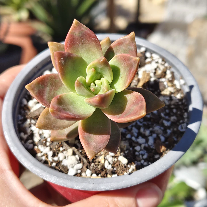 Graptosedum California Sunset 3