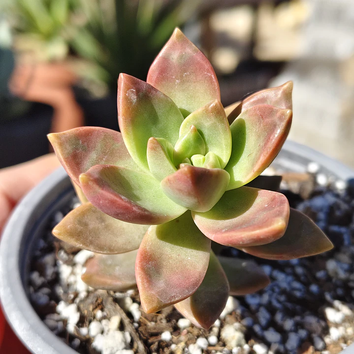 Graptosedum California Sunset 1