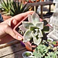 Graptosedum Paraguayense - Miniatura 2