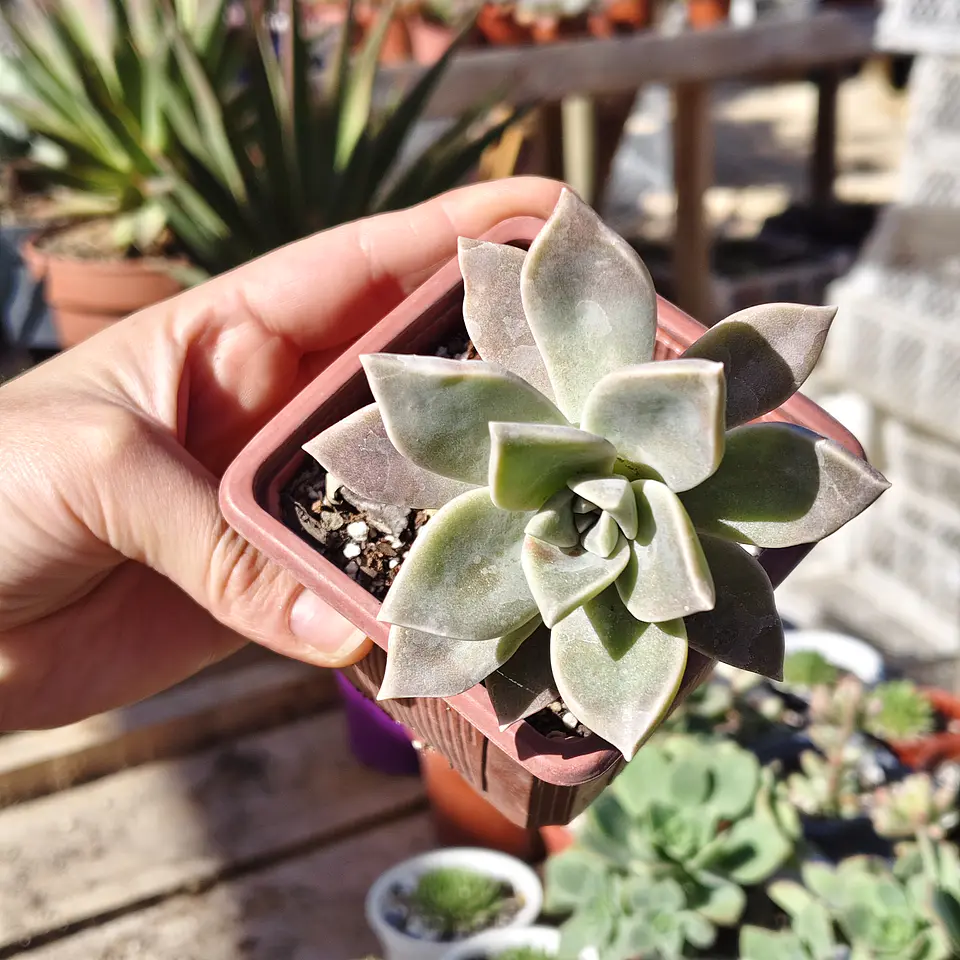 Graptosedum Paraguayense 2