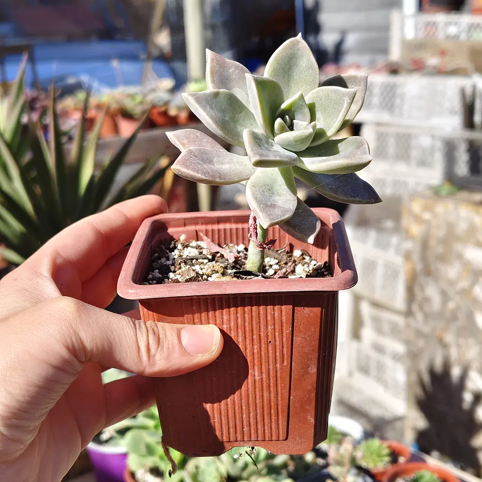 Graptosedum Paraguayense 3