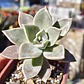 Graptosedum Paraguayense - Miniatura 1
