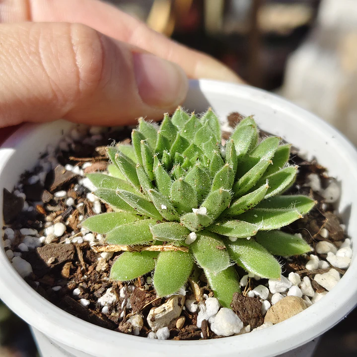 Sempervivum montanum  2