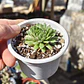 Sempervivum montanum  - Miniatura 3