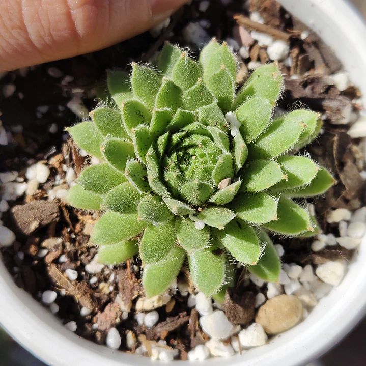 Sempervivum montanum  1