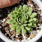 Sempervivum montanum  - Miniatura 1