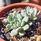 Echeveria Amoena - Miniatura 2