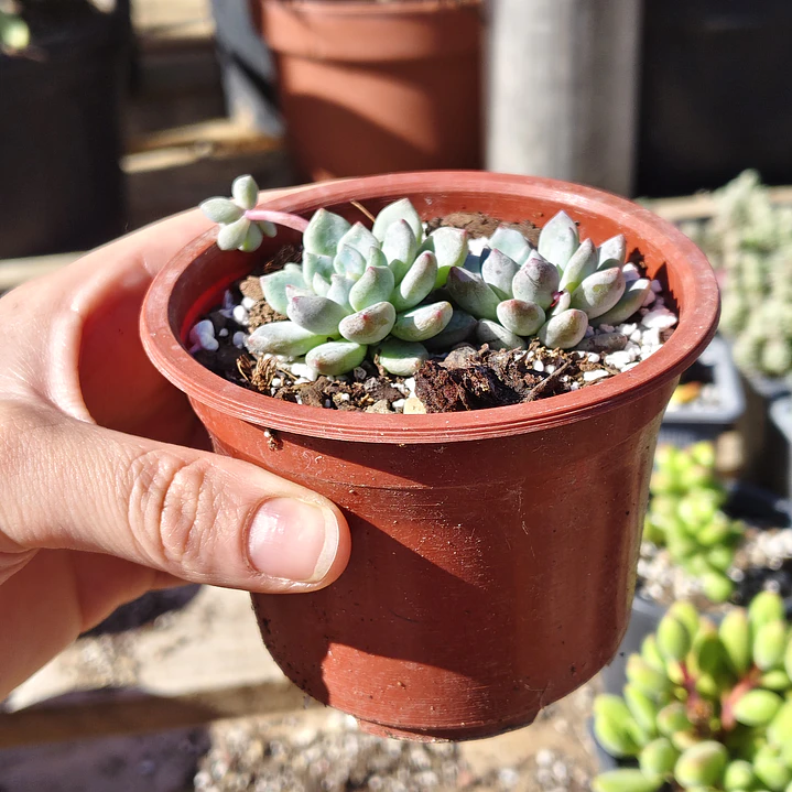Echeveria Amoena 3