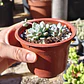 Echeveria Amoena - Miniatura 3