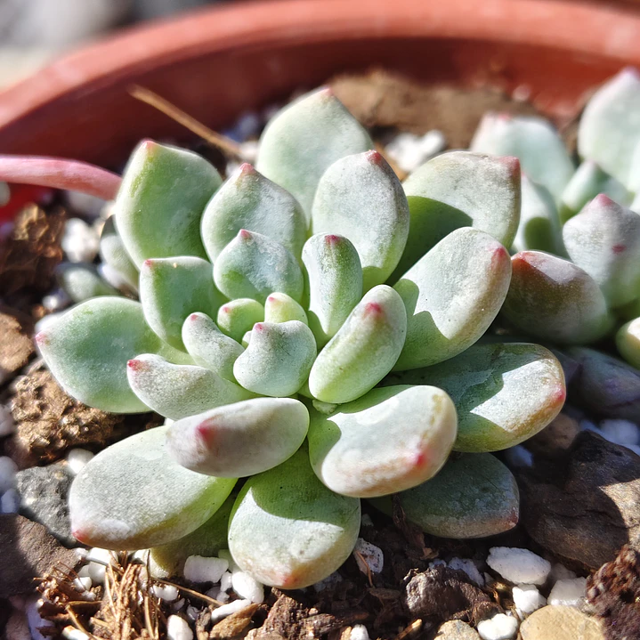 Echeveria Amoena 4