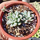 Echeveria Amoena - Miniatura 1