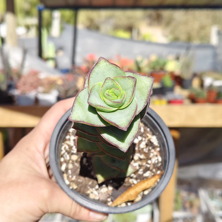 Crassula perforata var. Giant 2