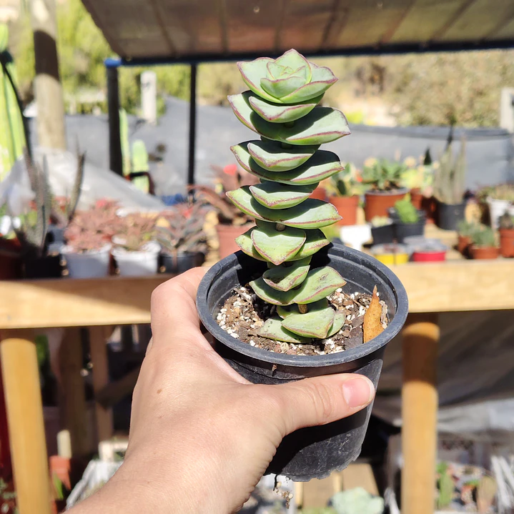 Crassula perforata var. Giant 1