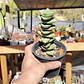 Crassula perforata var. Giant - Miniatura 1