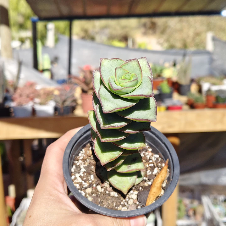 Crassula perforata var. Giant 3