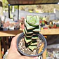 Crassula perforata var. Giant - Miniatura 3
