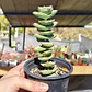 Crassula perforata var. Giant - Miniatura 4